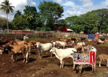Urge mayor visión para detonar el sector ganadero de Quintana Roo