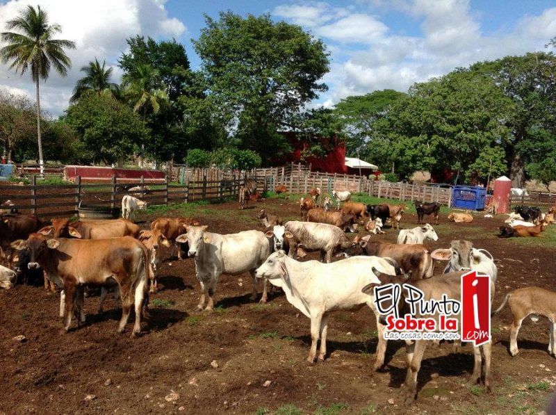 Urge mayor visión para detonar el sector ganadero de Quintana Roo