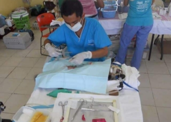 En Solidaridad trabajan por el bienestar animal