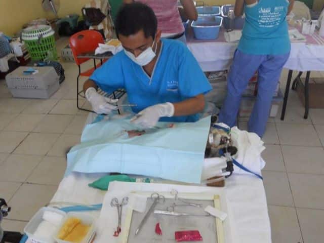 En Solidaridad trabajan por el bienestar animal
