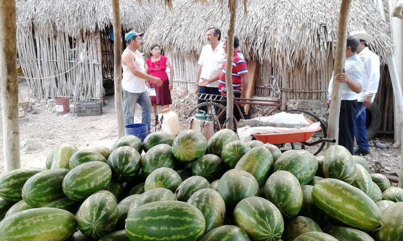 Mi gobierno será un aliado de los campesinos de JMM: Domingo Flota
