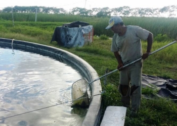Aumenta la cría de tilapia en la Rivera del Río Hondo