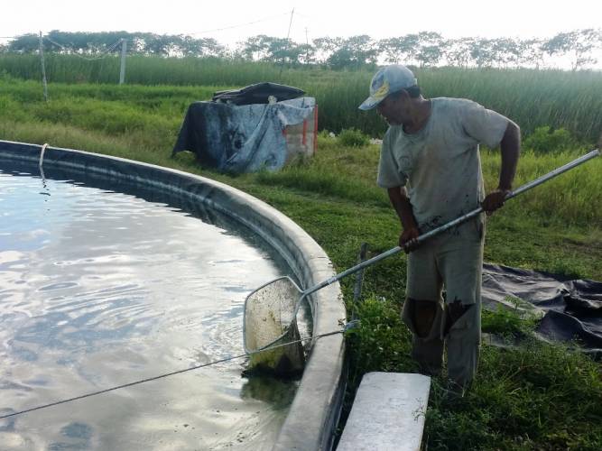 Aumenta la cría de tilapia en la Rivera del Río Hondo