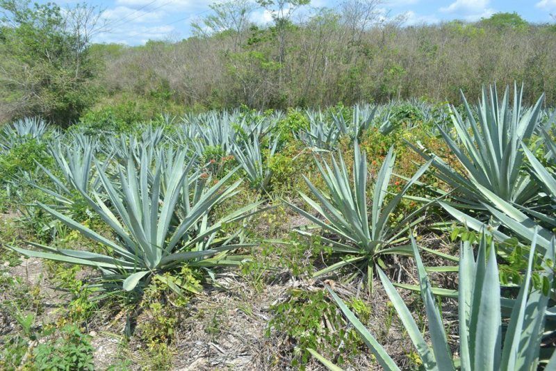 Cultivan maguey como alternativa de producción