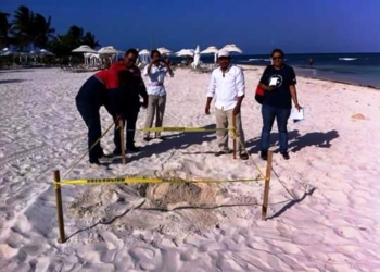 Continúan en Solidaridad con trabajos de protección a la tortuga marina