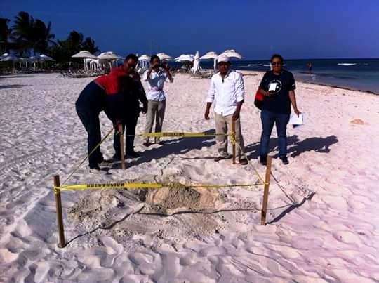 Continúan en Solidaridad con trabajos de protección a la tortuga marina