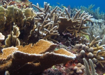 Extinción amenaza arrecifes coralinos de Quintana Roo