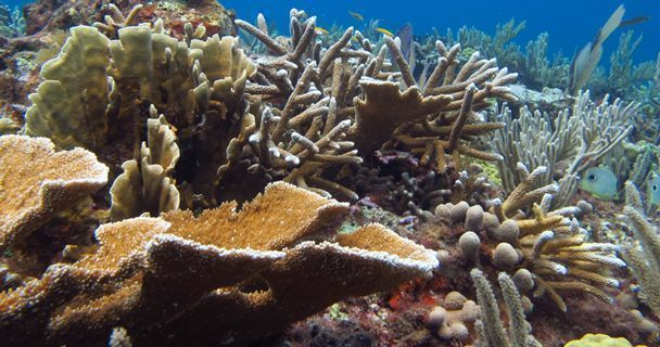 Extinción amenaza arrecifes coralinos de Quintana Roo