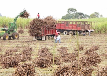 Arroja zafra más de 760 MDP de ganancias a cañeros de Q. Roo