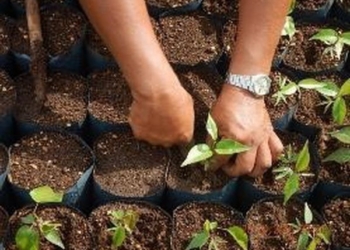 El Aeropuerto Internacional de Chetumal dispone de un vivero para el rescate y propagación de vegetación