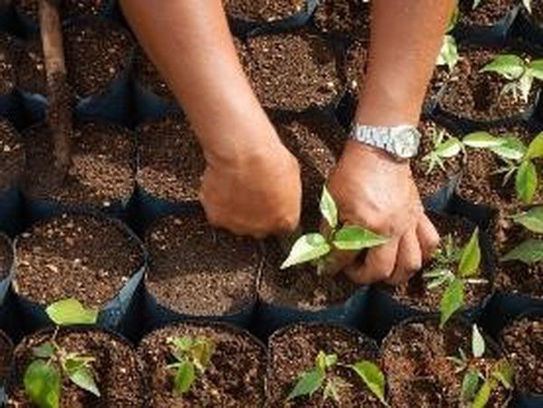 El Aeropuerto Internacional de Chetumal dispone de un vivero para el rescate y propagación de vegetación