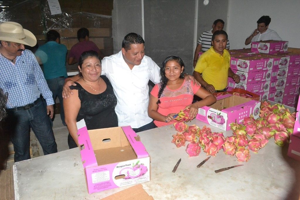 Productores de pitahaya cosechan los frutos de su trabajo