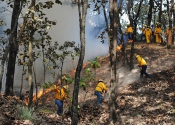 42 millones se gasta Quintana Roo en combate a incendios forestales