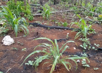 Campesinos temen pérdida de cosecha por ausencia de lluvias