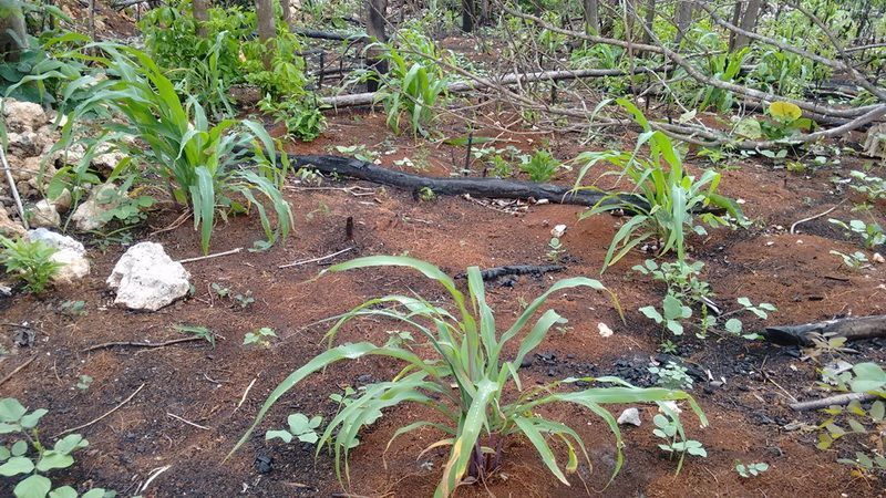 Campesinos temen pérdida de cosecha por ausencia de lluvias