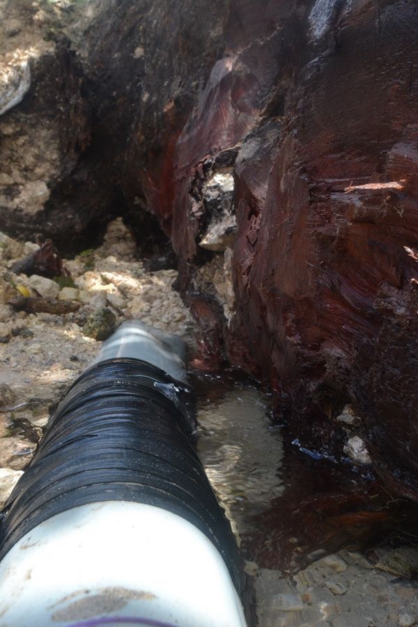 Viejo árbol los deja sin agua, y la CAPA no repara la fuga