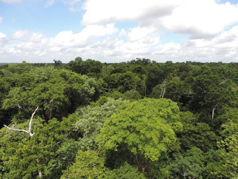 Preservación forestal destaca en selva carrilloportense