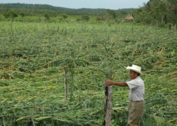 Sueño Americano causa abandono en el campo quintanarroense