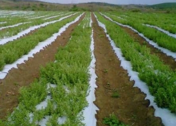 Productores del campo siguen en espera de que les cumpla el Gobierno del Estado