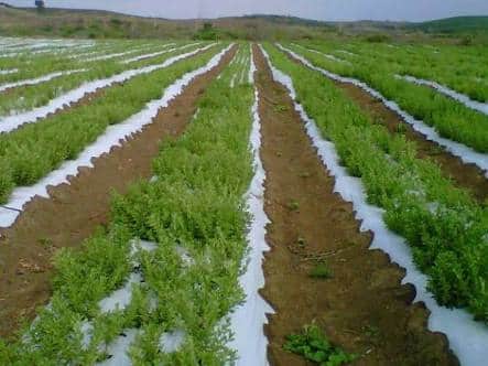Productores del campo siguen en espera de que les cumpla el Gobierno del Estado