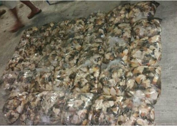 Asegura la armada de México más de 300 kilogramos de caracol