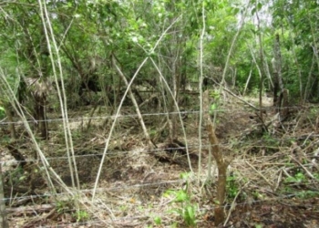 Clausuran predio por ilegal cambio de uso de suelo en Bacalar