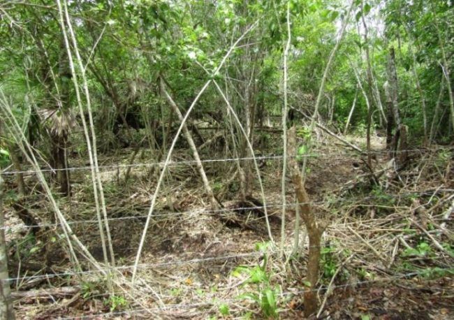 Clausuran predio por ilegal cambio de uso de suelo en Bacalar