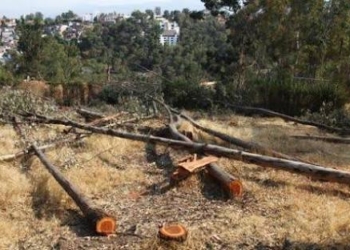 Abandono de la SEMA impacta en el sector forestal
