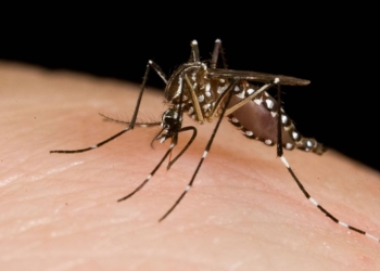 ¿Podrá una bacteria detener el virus del zika?