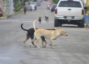 Perros callejeros siguen siendo dolor de cabeza del Ayuntamiento