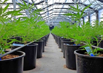 Legalizan uso recreacional de marihuana en California y Massachusetts
