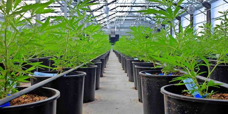 Marijuana plants grow in a greenhouse at the Los Suenos Farms facility in Avondale, Colorado, on Feb. 25, 2016. MUST CREDIT: Bloomberg photo by Matthew Staver.