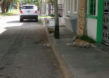 Ciudadanos le abonan al problema de los perros callejeros