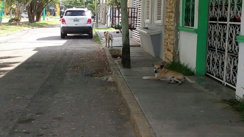 Ciudadanos le abonan al problema de los perros callejeros