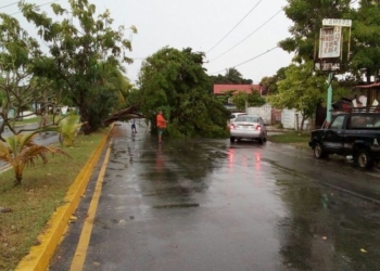 Repentina lluvia y vientos, dejan árboles caídos en Chetumal
