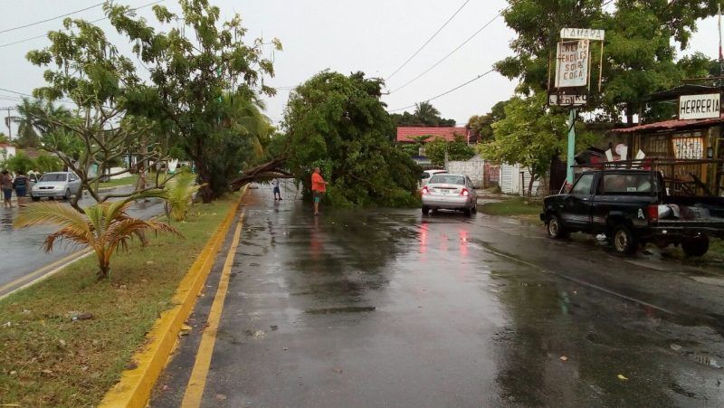 Repentina lluvia y vientos, dejan árboles caídos en Chetumal