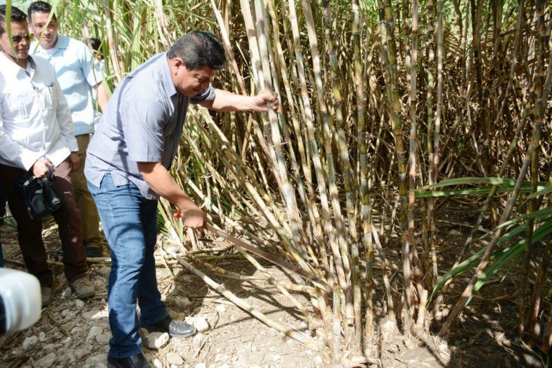 Inicia la zafra en Quintana Roo 2016-2017