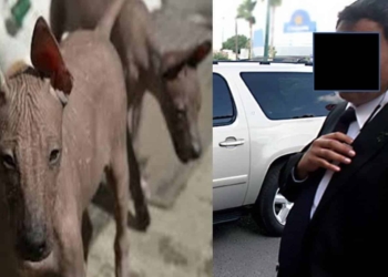 La grilla dice: De xoloitzcuintle en la CAPA a wachoma en Protección Civil estatal