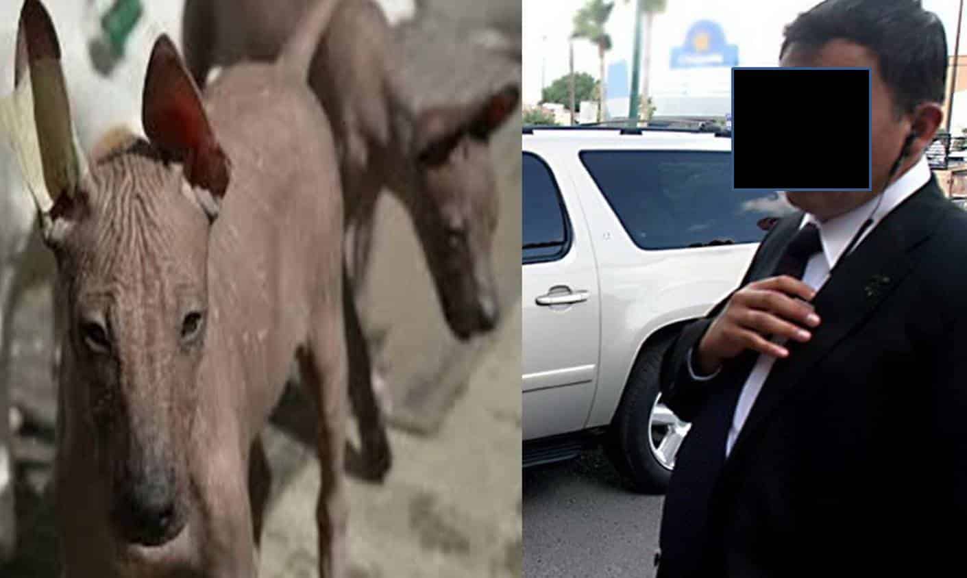 La grilla dice: De xoloitzcuintle en la CAPA a wachoma en Protección Civil estatal