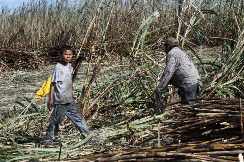 Menores de edad son explotados laboralmente en la zafra