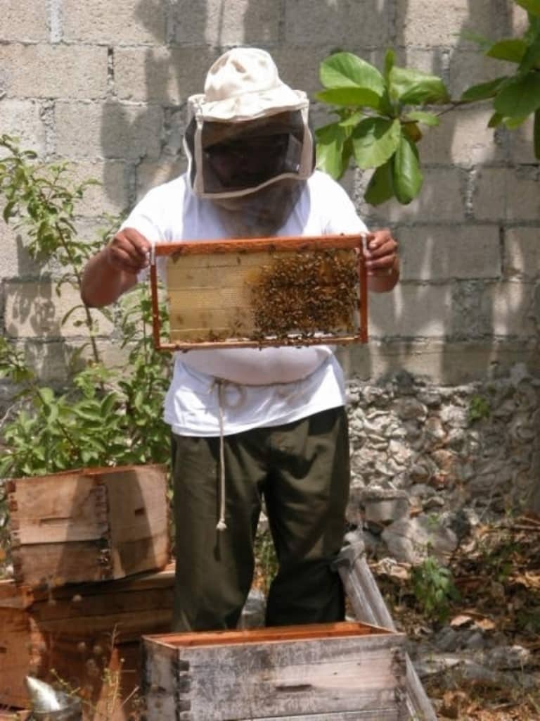 Apicultura, actividad rentable para los productores de FCP