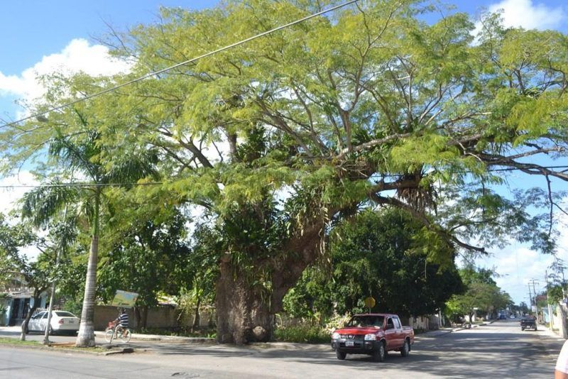 Habitantes de FCP lamentan abandono del histórico “Árbol del Pich”
