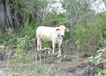 A la baja, la actividad ganadera en Quintana Roo
