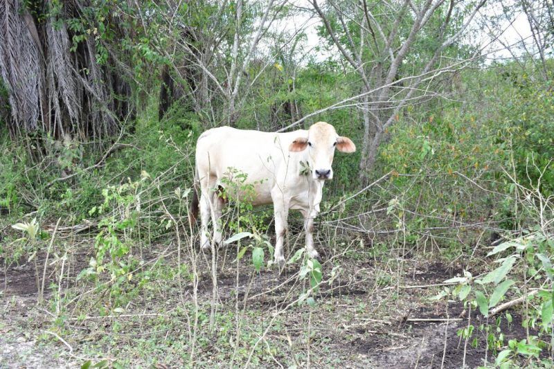 A la baja, la actividad ganadera en Quintana Roo