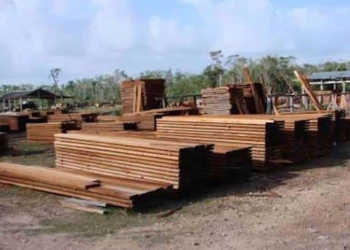 Productores de madera abandonados a su suerte estiman pérdidas por más de 3.5 MDP