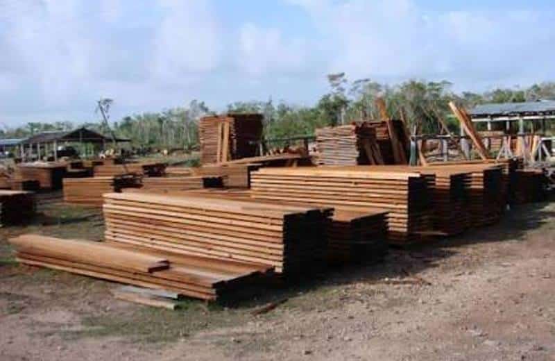 Productores de madera abandonados a su suerte estiman pérdidas por más de 3.5 MDP