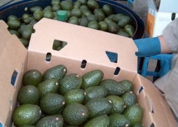 No hubo represalia de EU para el aguacate mexicano: Sagarpa