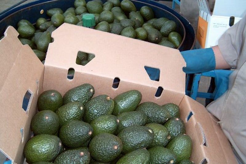 No hubo represalia de EU para el aguacate mexicano: Sagarpa