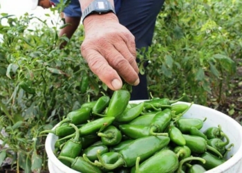 Apuntalará producción de chile jalapeño en OPB