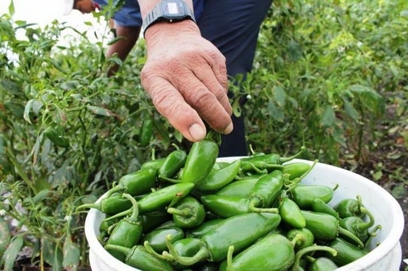 Apuntalará producción de chile jalapeño en OPB